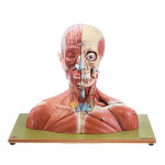 Head & Neck Model